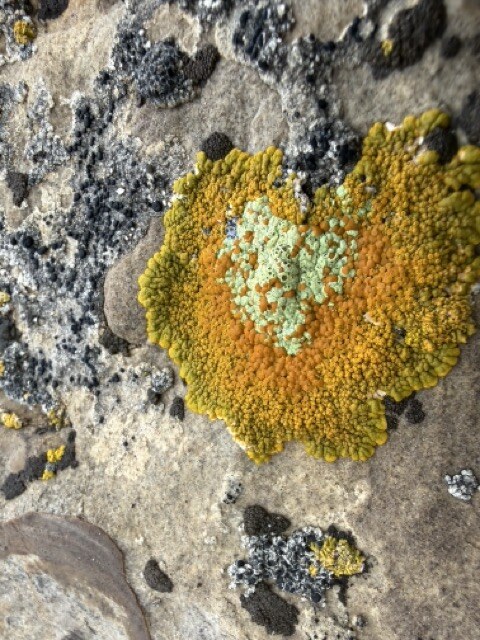 Colorful lichen growing across the surface of a rock
