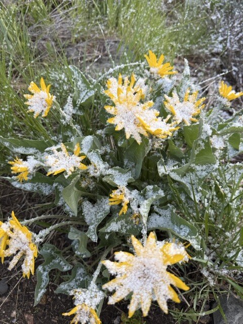 Yellow wildflowers growing in a mountain meadow